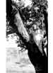 My Gallery: Image